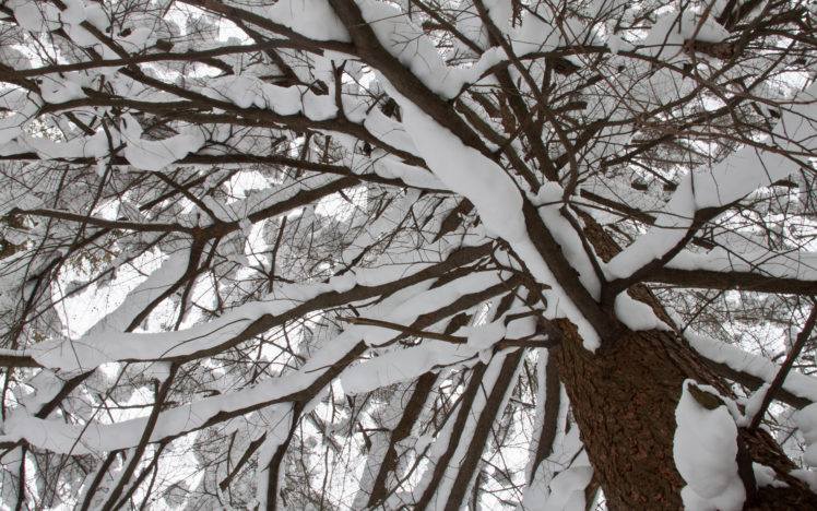 nature, Trees, Forest, Woods, Winter, Snow, Tops, Seasons HD Wallpaper Desktop Background