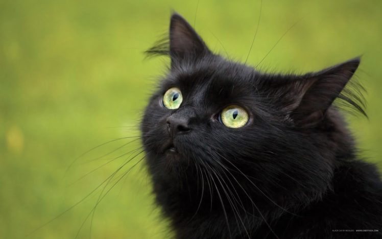black, Cat, Looks, Up HD Wallpaper Desktop Background