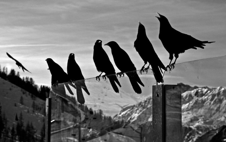 crows, Animals, Birds, Ravens, Black, White, Bw, Glass, Mountains, Nature, Sky HD Wallpaper Desktop Background