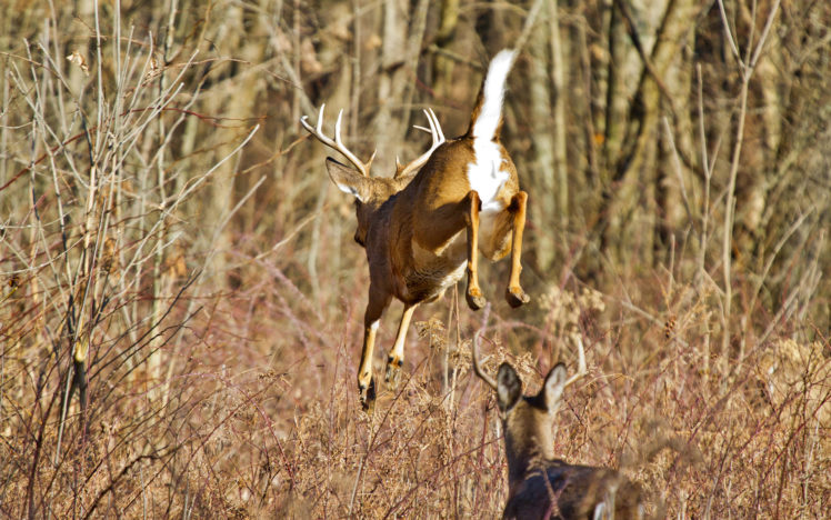 deer, Animals, Wildlife, Nature, Trees, Fields, Forest, Landscapes HD Wallpaper Desktop Background