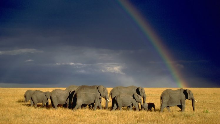 elephants, Herd, Rainbow, Animals, Africa, Nature, Landscapes, Sky, Storm, Rain, Babies, Clouds, Grass HD Wallpaper Desktop Background
