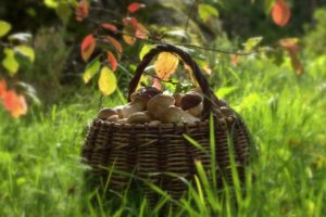 basket, With, Mushrooms