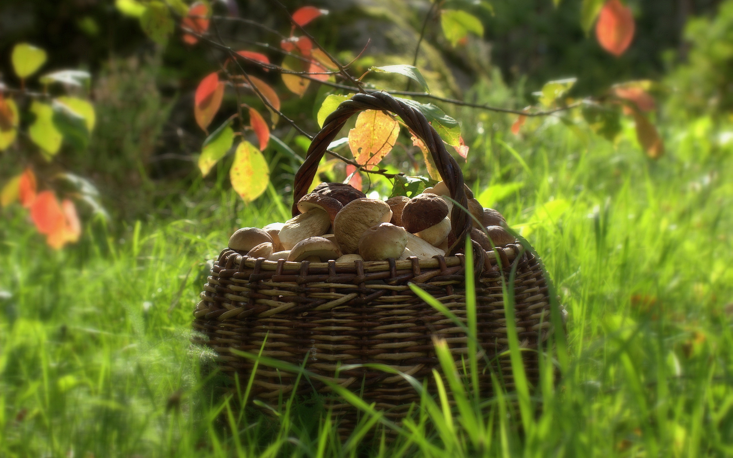 basket, With, Mushrooms Wallpaper