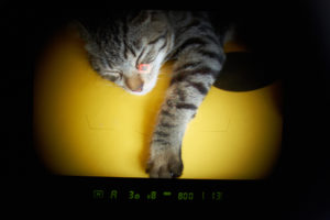 photography, Camera, Animals, Cats, Viewfinder, Sleep