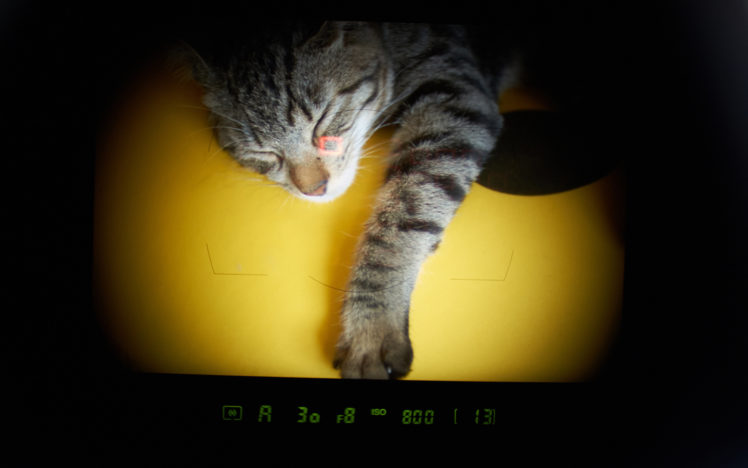 photography, Camera, Animals, Cats, Viewfinder, Sleep HD Wallpaper Desktop Background