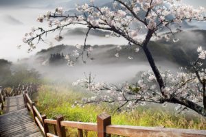 stairs, Nature, Landscapes, Mountains, Hills, Trees, Flowers, Blossoms, Architecture, Fog, Clouds