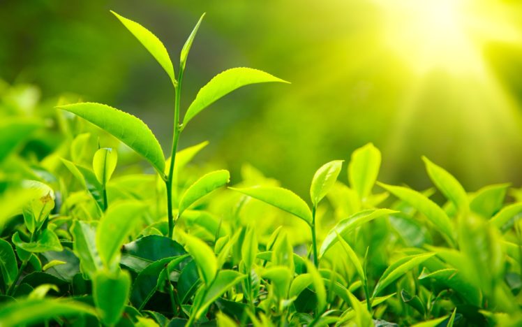 tea, Leaves, Nature, Plants, Green, Sunlight, Drinks HD Wallpaper Desktop Background