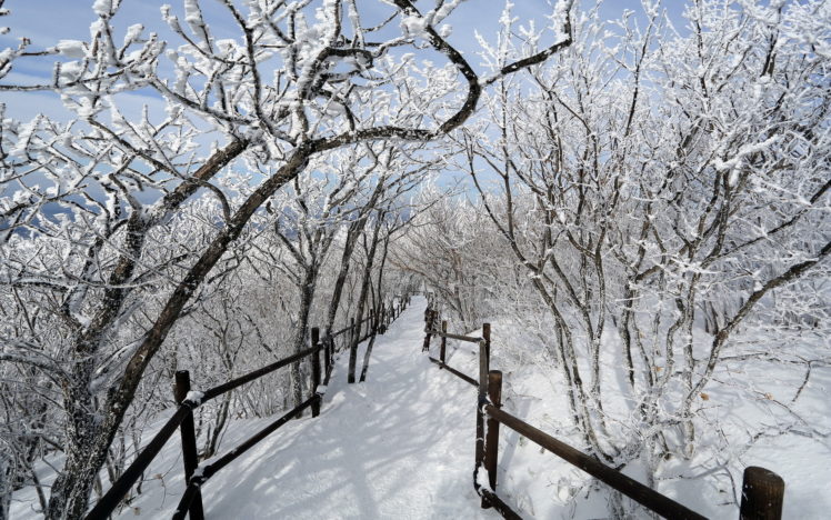 trail, Path, Fence, Trees, Winter, Snow, Orchard, Nature, Landscapes HD Wallpaper Desktop Background