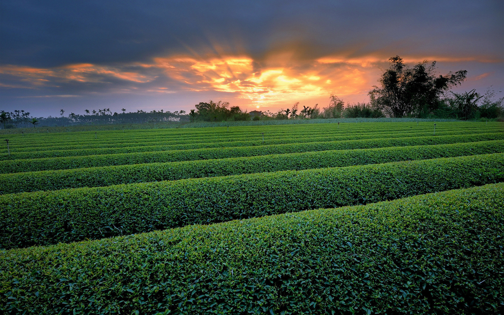 herbs, Crops, Farm, Fields, Nature, Landscapes, Row, Pattern, Leaves, Trees, Sky, Clouds, Sunset, Sunrise Wallpaper