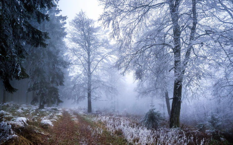frost, Autumn, Fall, Nature, Landscapes, Roads, Path, Trail, Grass, Trees, Forest, Winter, Fog, Mist HD Wallpaper Desktop Background