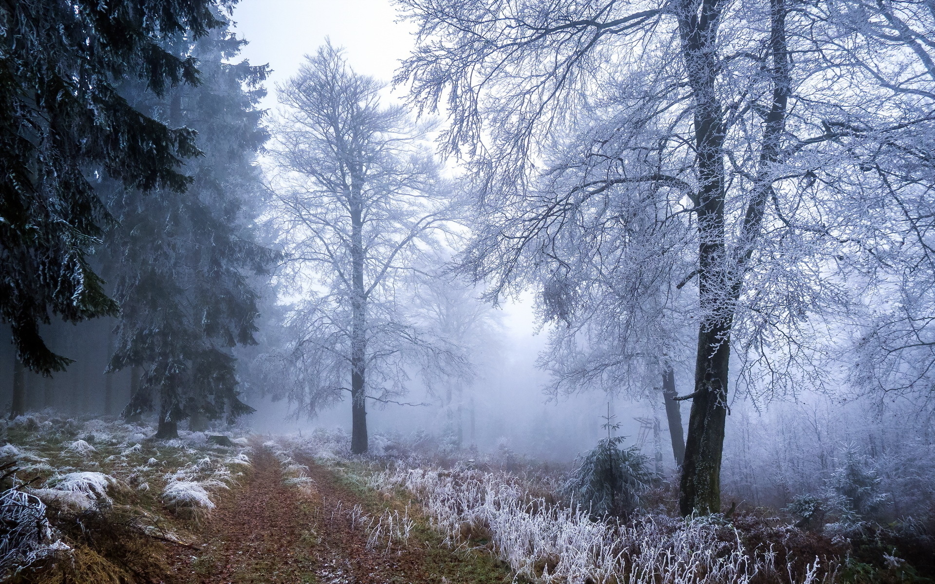frost, Autumn, Fall, Nature, Landscapes, Roads, Path, Trail, Grass, Trees, Forest, Winter, Fog, Mist Wallpaper