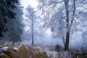 frost, Autumn, Fall, Nature, Landscapes, Roads, Path, Trail, Grass, Trees, Forest, Winter, Fog, Mist