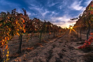 vineyard, Grapes, Fruit, Rows, Leaves, Landscapes, Nature, Sunrise, Sunset, Sky, Clouds