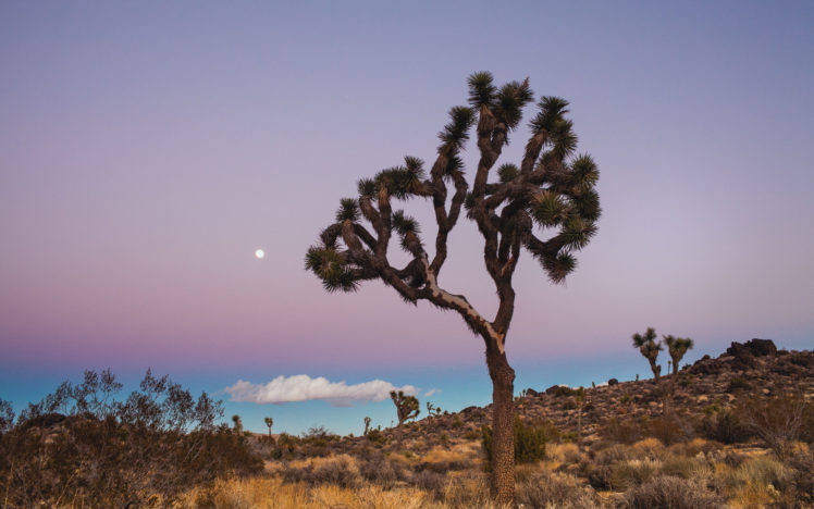 joshua, Tree, National, Park, Desert, Plains, Fields, Trees, Plants, Bush, Grass, Sky, Clouds, Moon HD Wallpaper Desktop Background