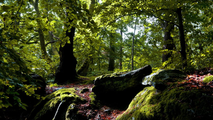 leaves, Nature, Landscapes, Trees, Forest, Woods, Stone, Rock HD Wallpaper Desktop Background