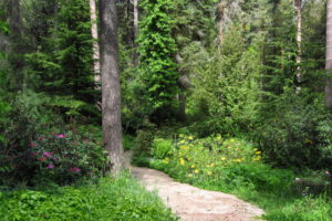 path, Trail, Nature, Landscapes, Plants, Flowers, Bush, Trees, Forest, Woods, Garden, Sunlight