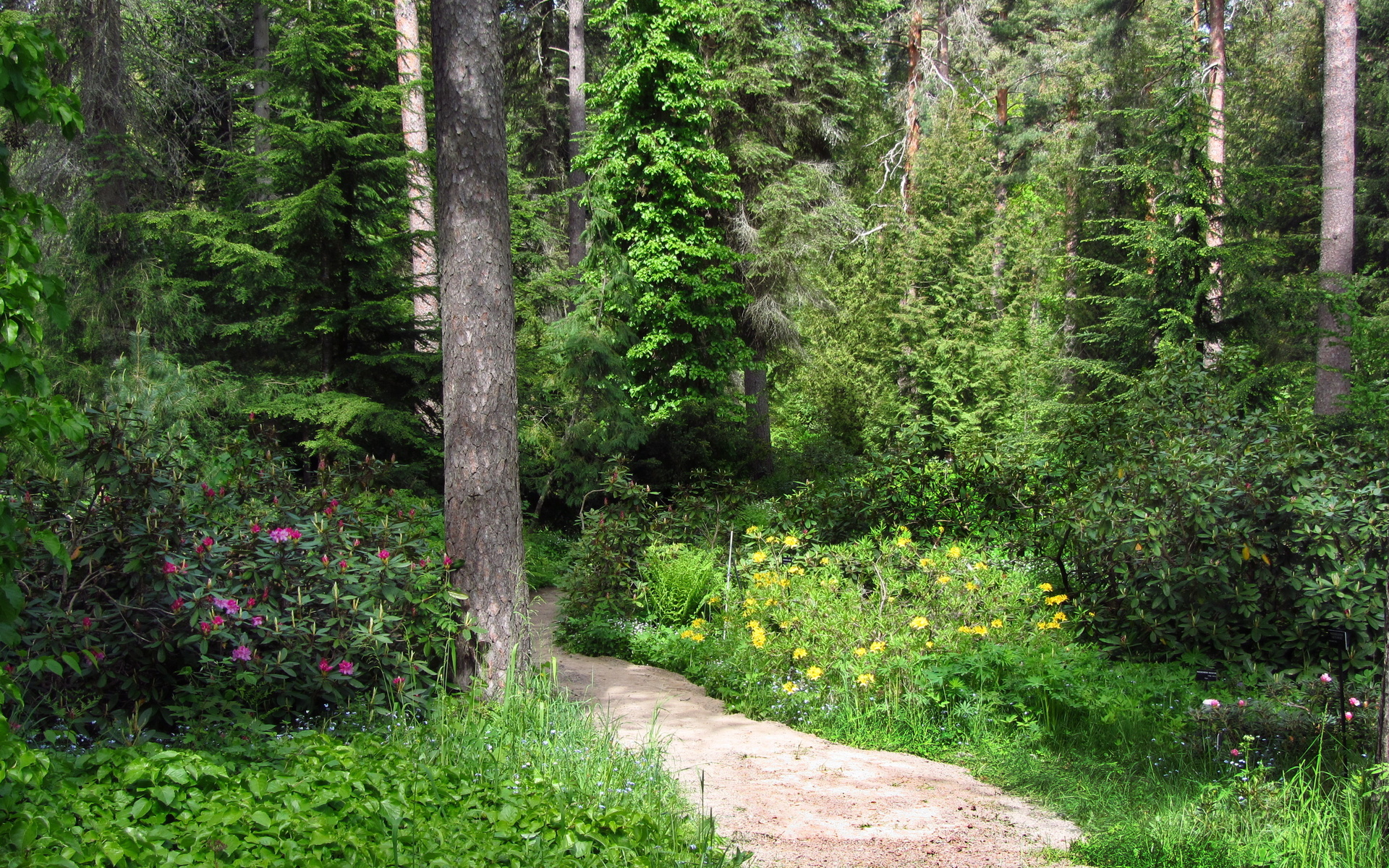 path, Trail, Nature, Landscapes, Plants, Flowers, Bush, Trees, Forest, Woods, Garden, Sunlight Wallpaper