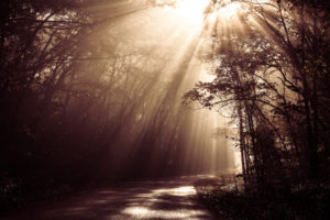 sunlight, Sepia, Road, Forest, Trees, Beams, Rays, Woods, Sunrise, Landscapes, Filtered