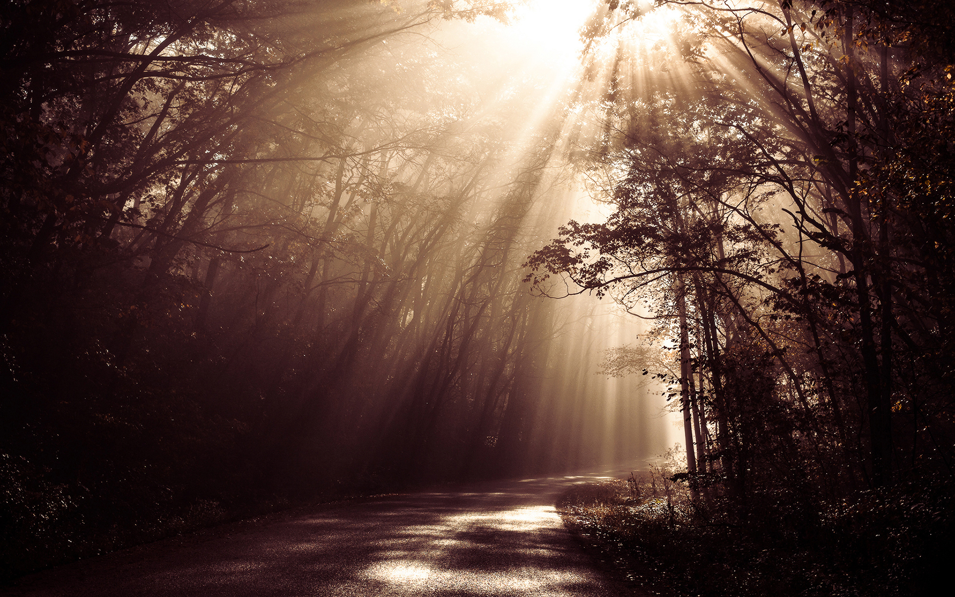 sunlight, Sepia, Road, Forest, Trees, Beams, Rays, Woods, Sunrise, Landscapes, Filtered Wallpaper