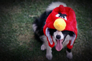 angry, Birds, Cosplay, Video, Games, Custume, Hat, Canine, Animals, Dogs, Humor, Funny