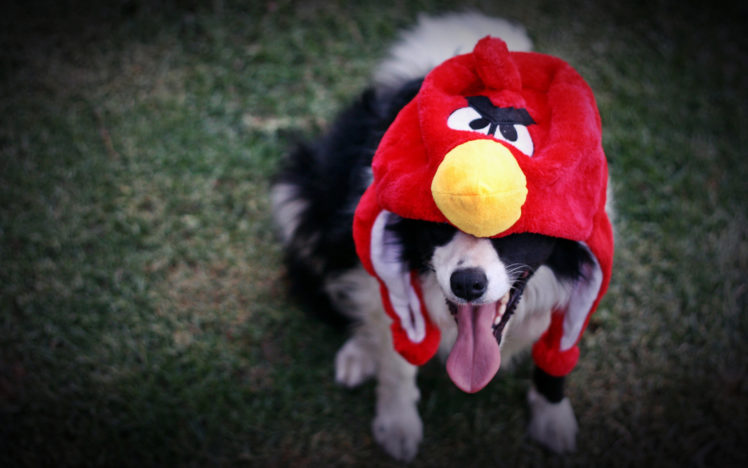 angry, Birds, Cosplay, Video, Games, Custume, Hat, Canine, Animals, Dogs, Humor, Funny HD Wallpaper Desktop Background