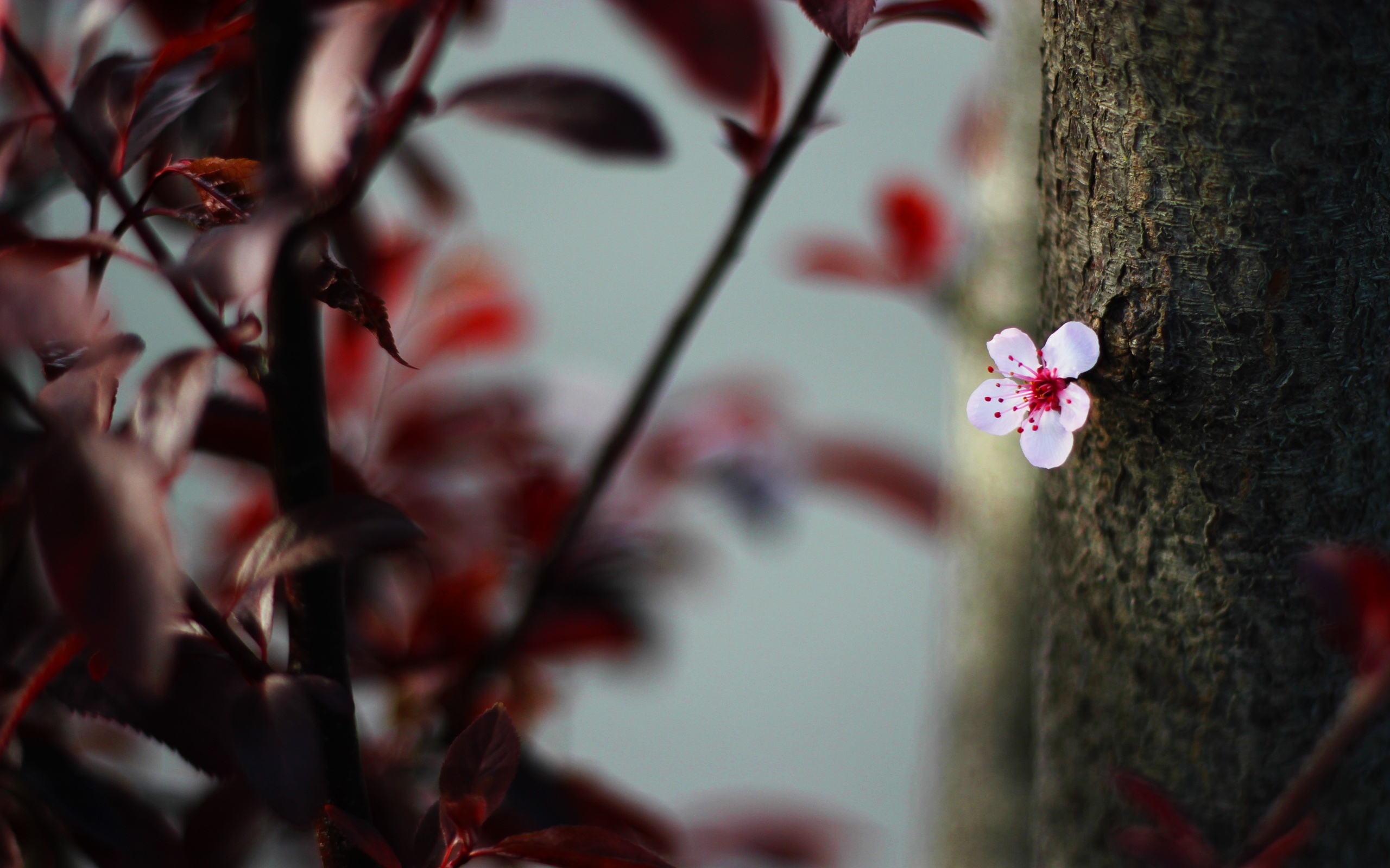 single, Pink, Flower Wallpaper