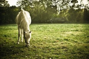 horses, Grass, Pasture