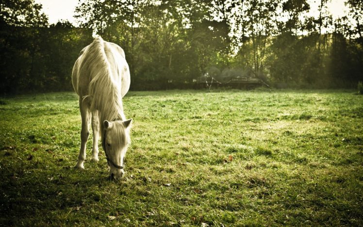 horses, Grass, Pasture HD Wallpaper Desktop Background