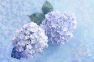 blue, Lilac