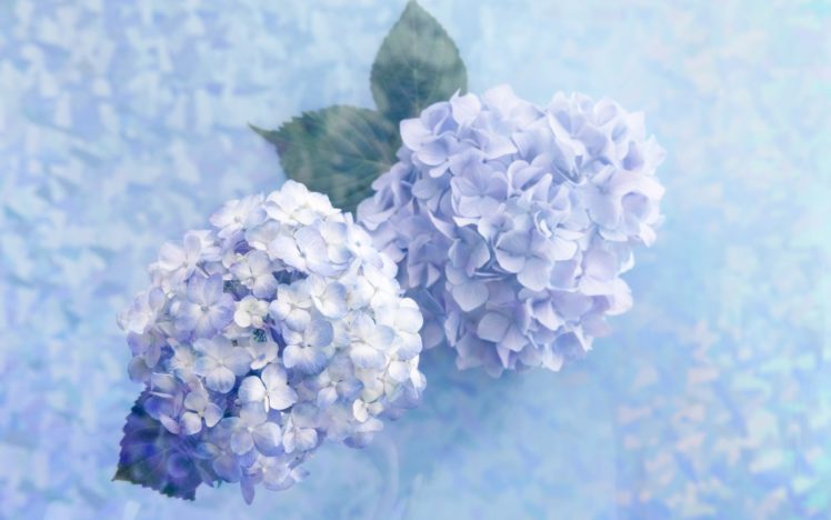 blue, Lilac HD Wallpaper Desktop Background