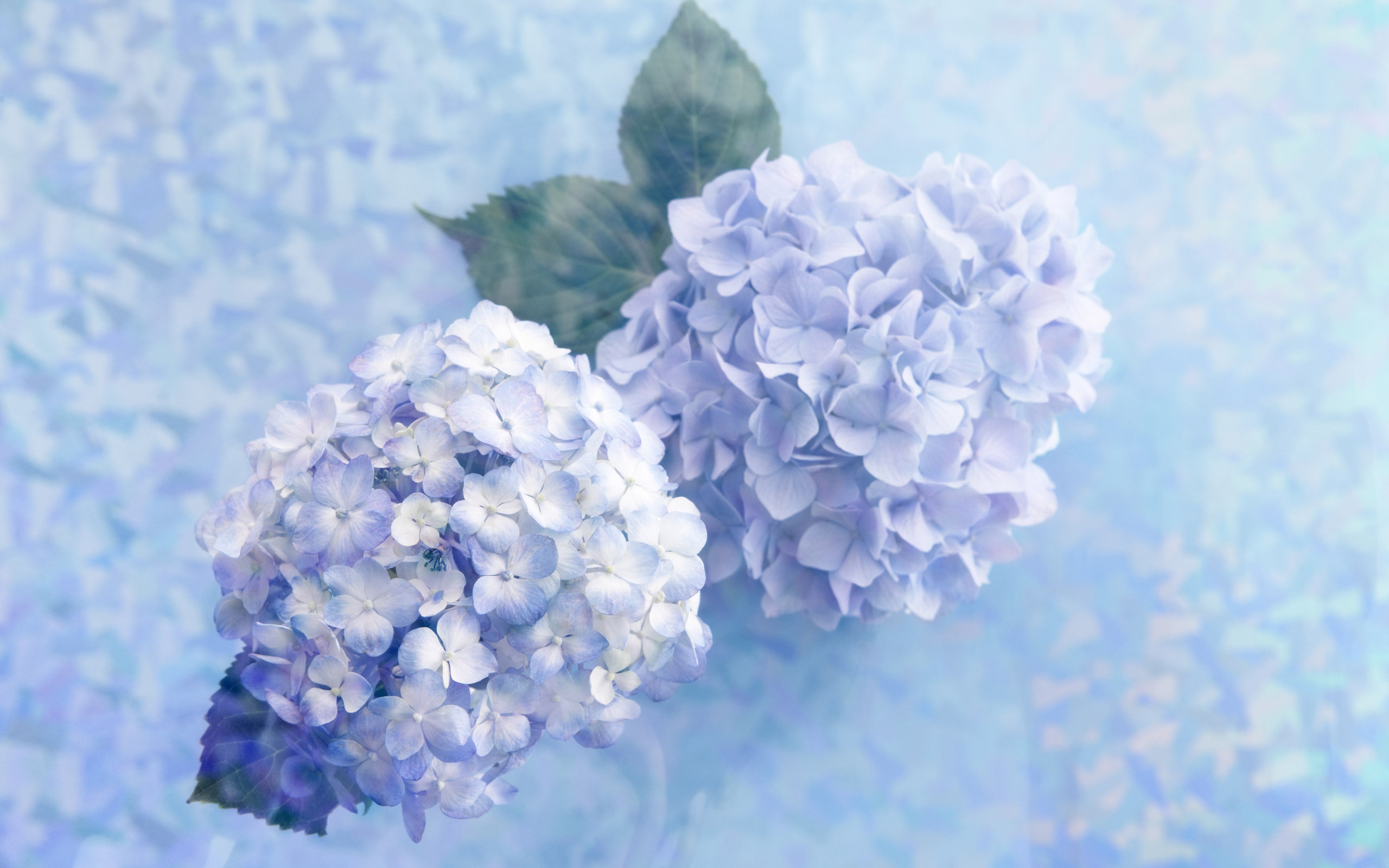 blue, Lilac Wallpaper