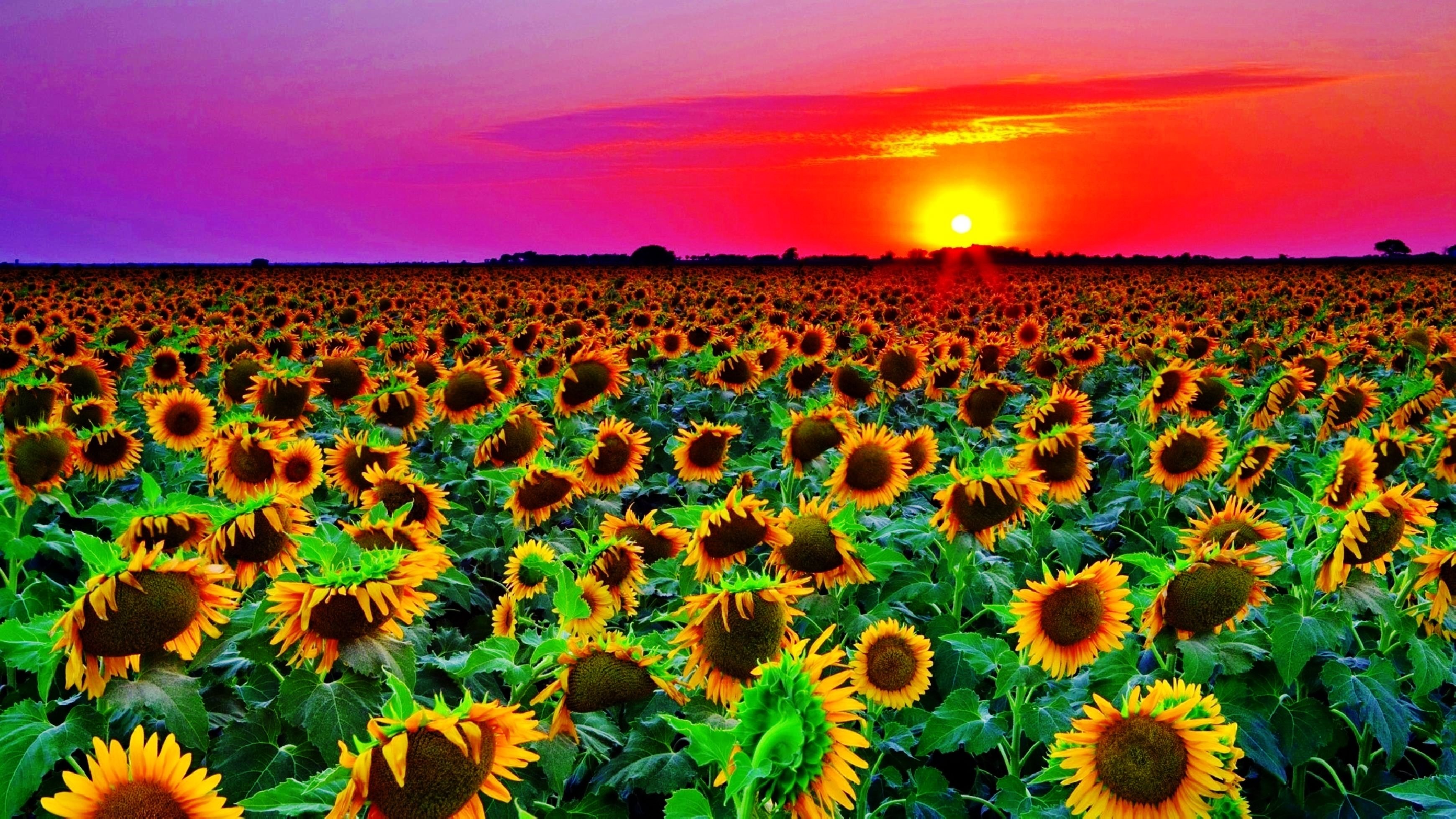 sunflowers Wallpaper