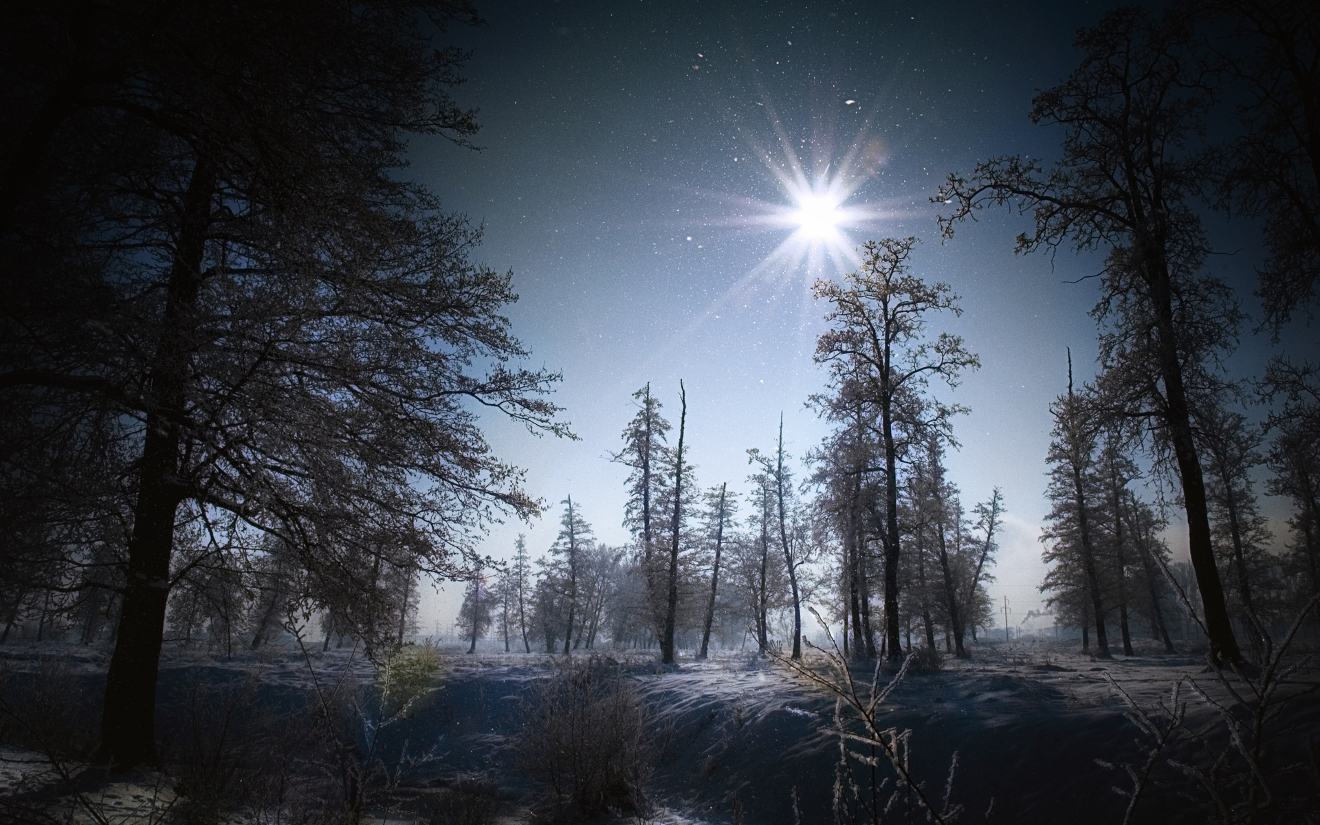 flakes, Winter, Snow, Night, Moon, Light, Landscapes, Trees, Forest Wallpaper