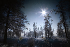 flakes, Winter, Snow, Night, Moon, Light, Landscapes, Trees, Forest