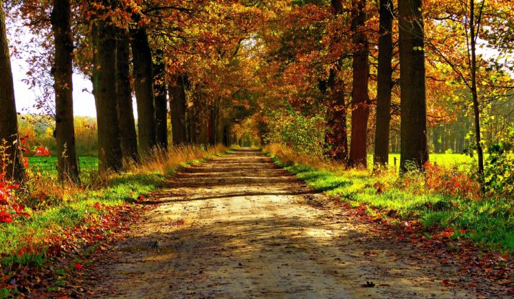 autumn, Nature, Forest, Path, Park, Colorful, Leaves, Trees, Road HD Wallpaper Desktop Background