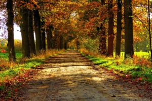 autumn, Nature, Forest, Path, Park, Colorful, Leaves, Trees, Road