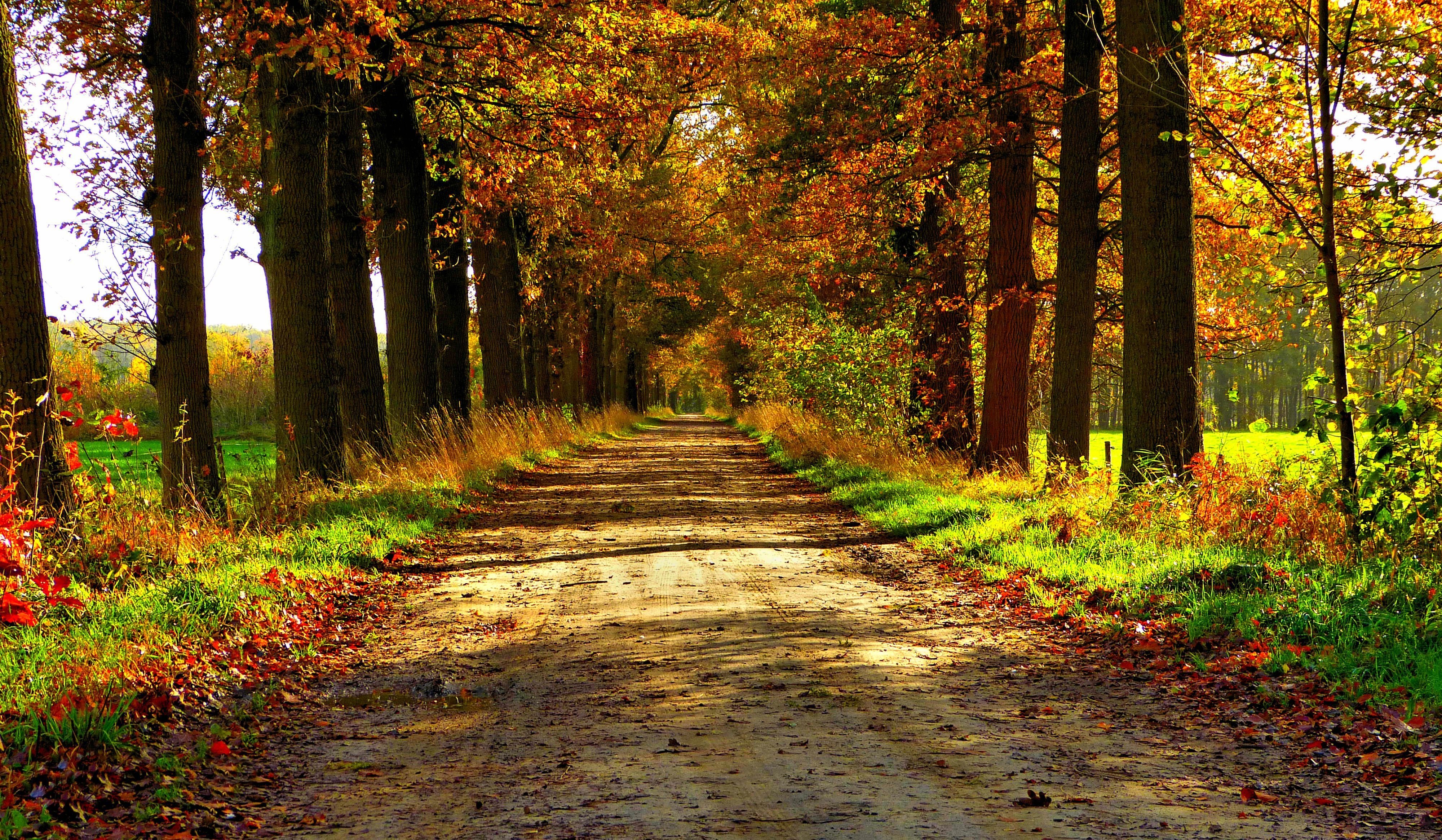 autumn, Nature, Forest, Path, Park, Colorful, Leaves, Trees, Road Wallpapers  HD / Desktop and Mobile Backgrounds