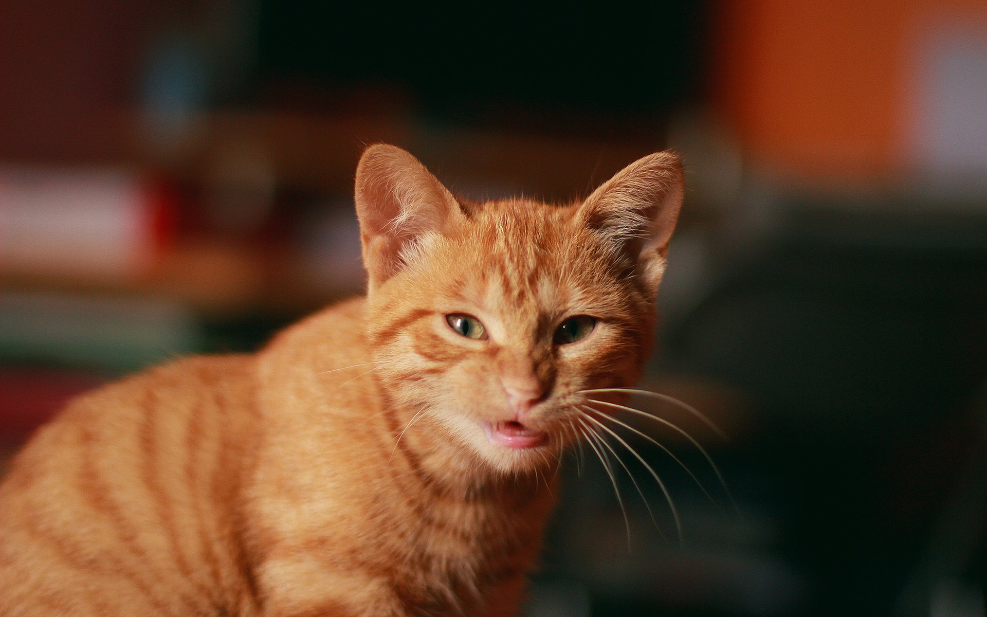baby Grumpy Cat  Kitten  Wallpapers HD Desktop and 
