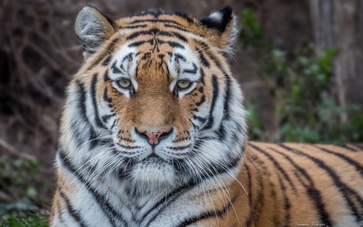big, Cats, Tigers, Glance, Animals HD Wallpaper Desktop Background
