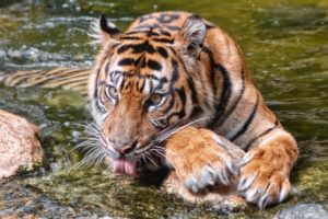 big, Cats, Tigers, Water, Paws, Animals