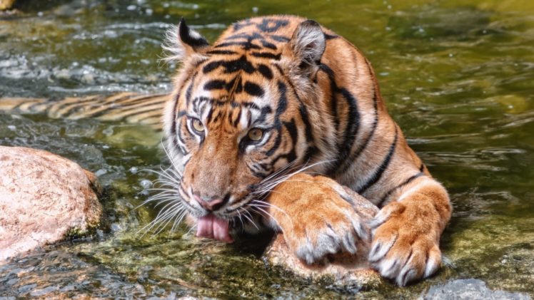 big, Cats, Tigers, Water, Paws, Animals HD Wallpaper Desktop Background