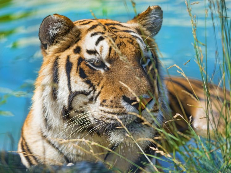 big, Cats, Tiger, Grass, Animals HD Wallpaper Desktop Background
