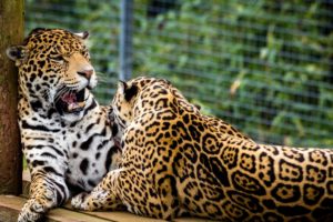 big, Cats, Jaguars, Two, Animals