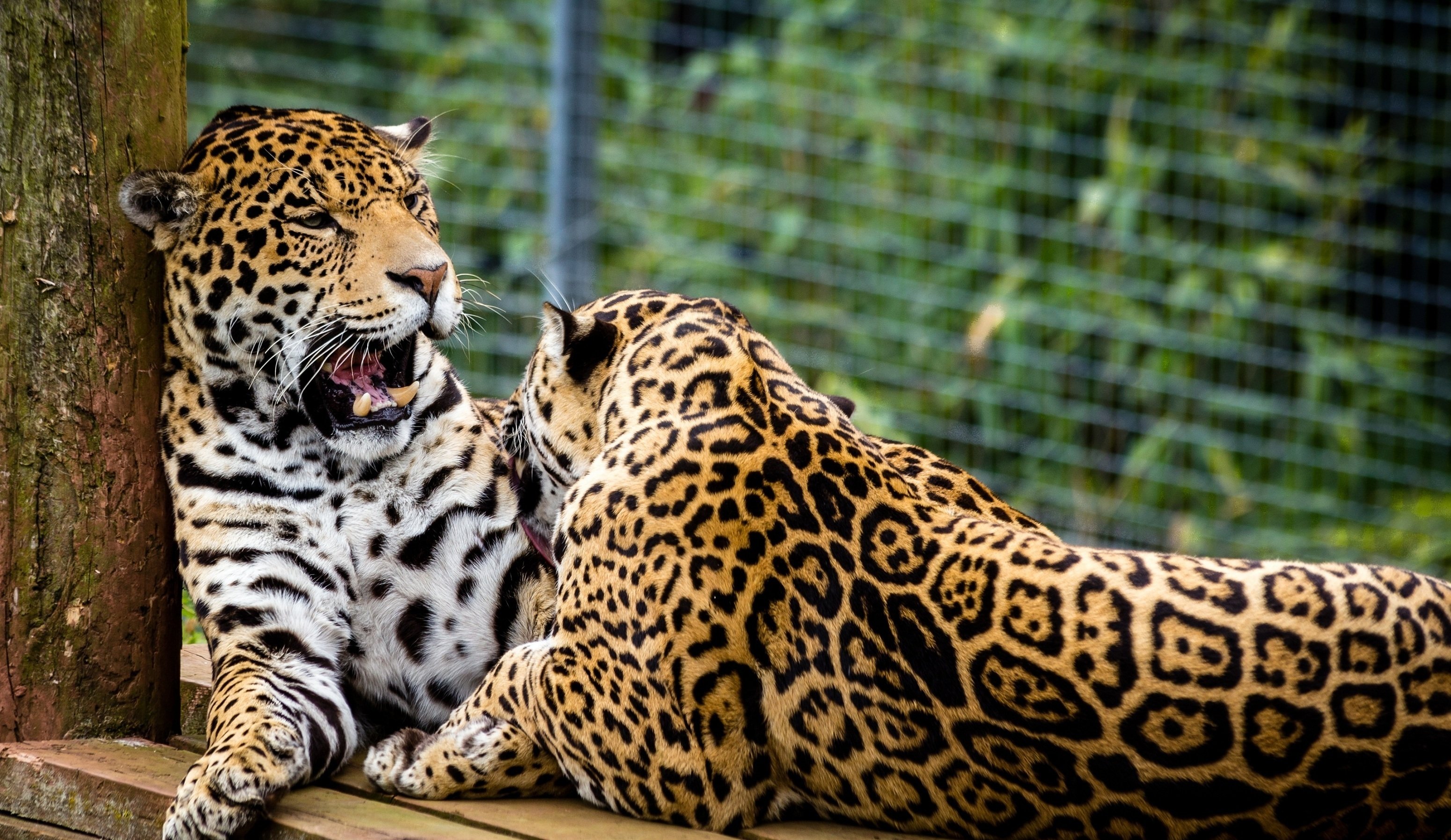 big, Cats, Jaguars, Two, Animals Wallpaper