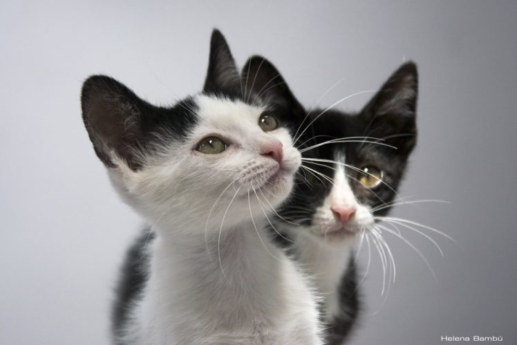 cat, Kitten, Baby HD Wallpaper Desktop Background