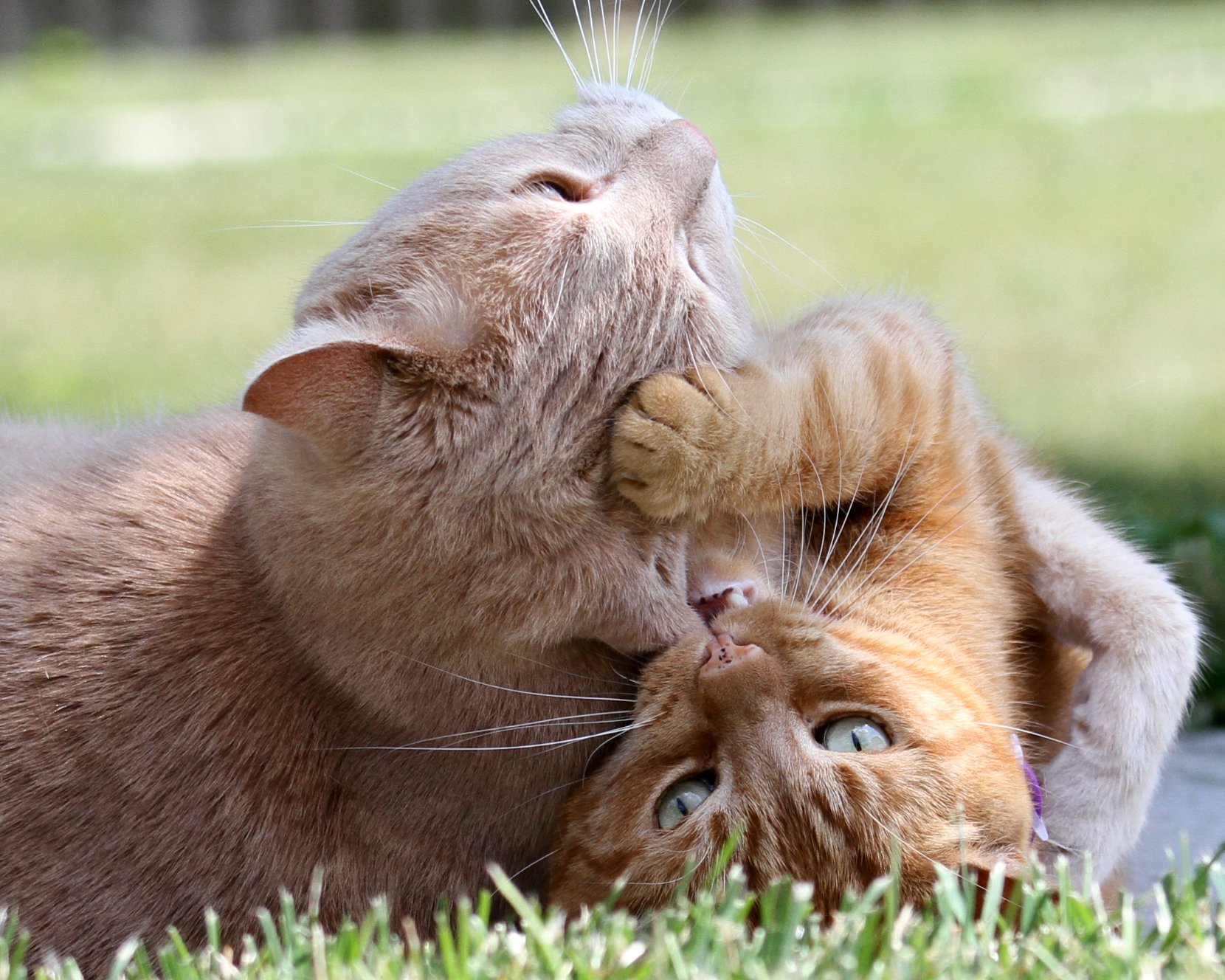 cat Wallpaper