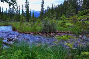 canada, Parks, Rivers, Jasper, Trees, Nature