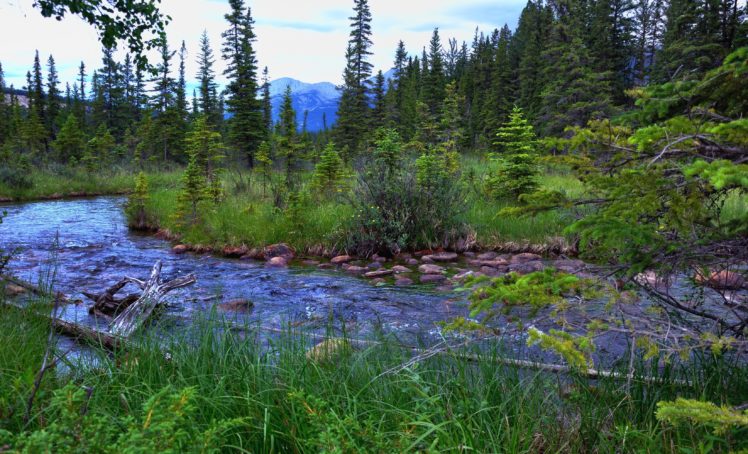 canada, Parks, Rivers, Jasper, Trees, Nature HD Wallpaper Desktop Background