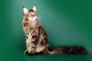 cats, Maine, Coon, Glance, Fluffy, Animals