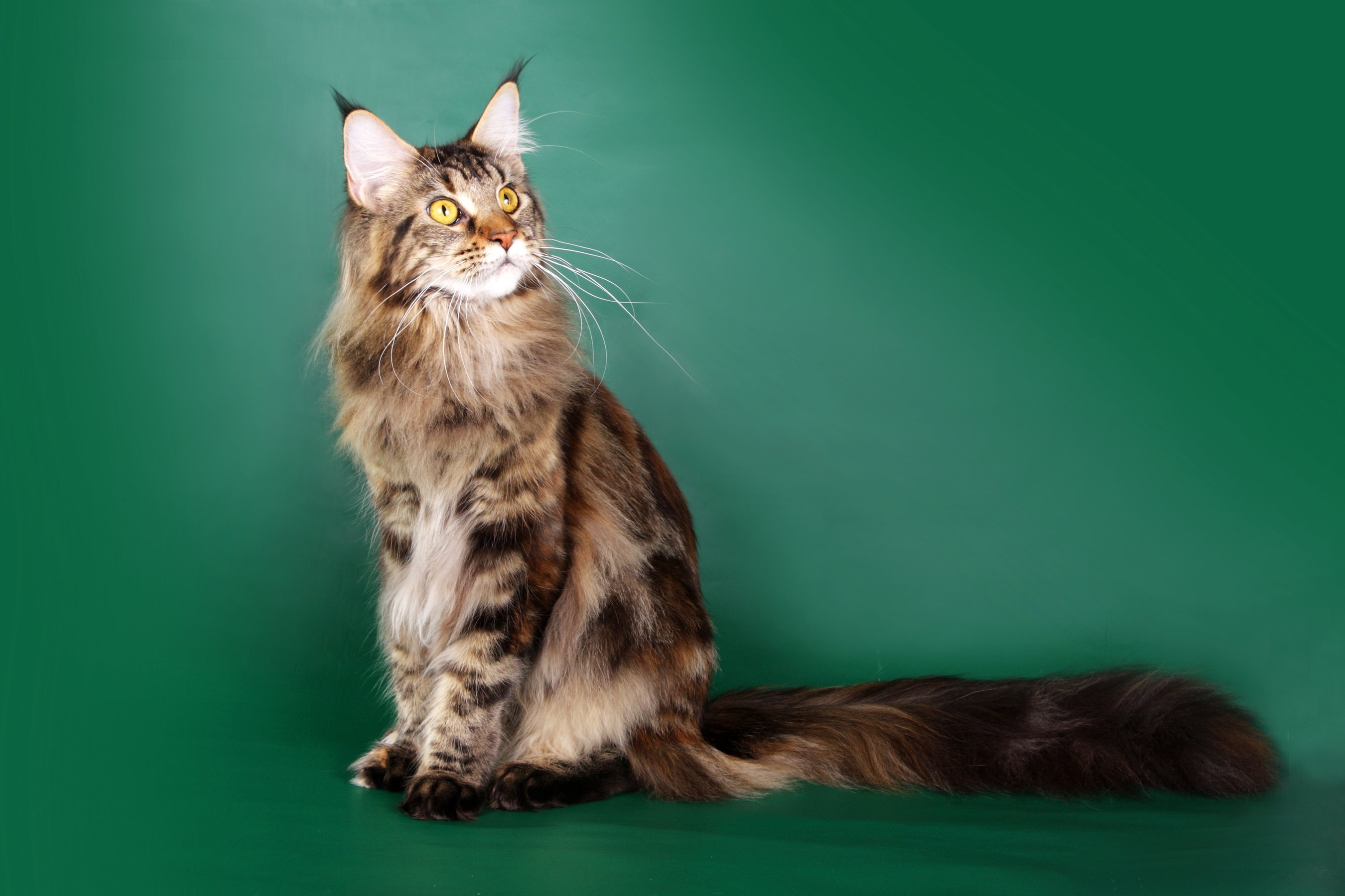 cats, Maine, Coon, Glance, Fluffy, Animals Wallpaper